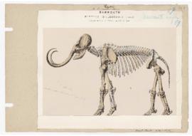 Planche de dessin représentant un Mammouth Elephas Intermedius (Jourdan)