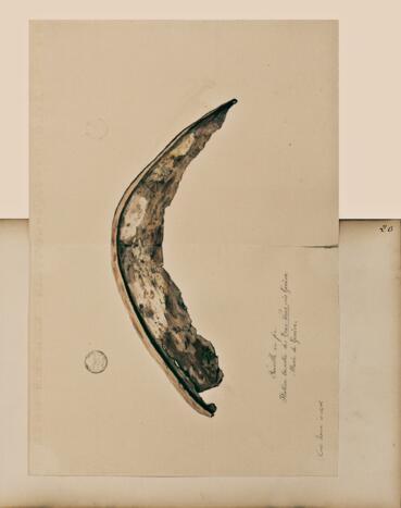 Open original Objet numérique